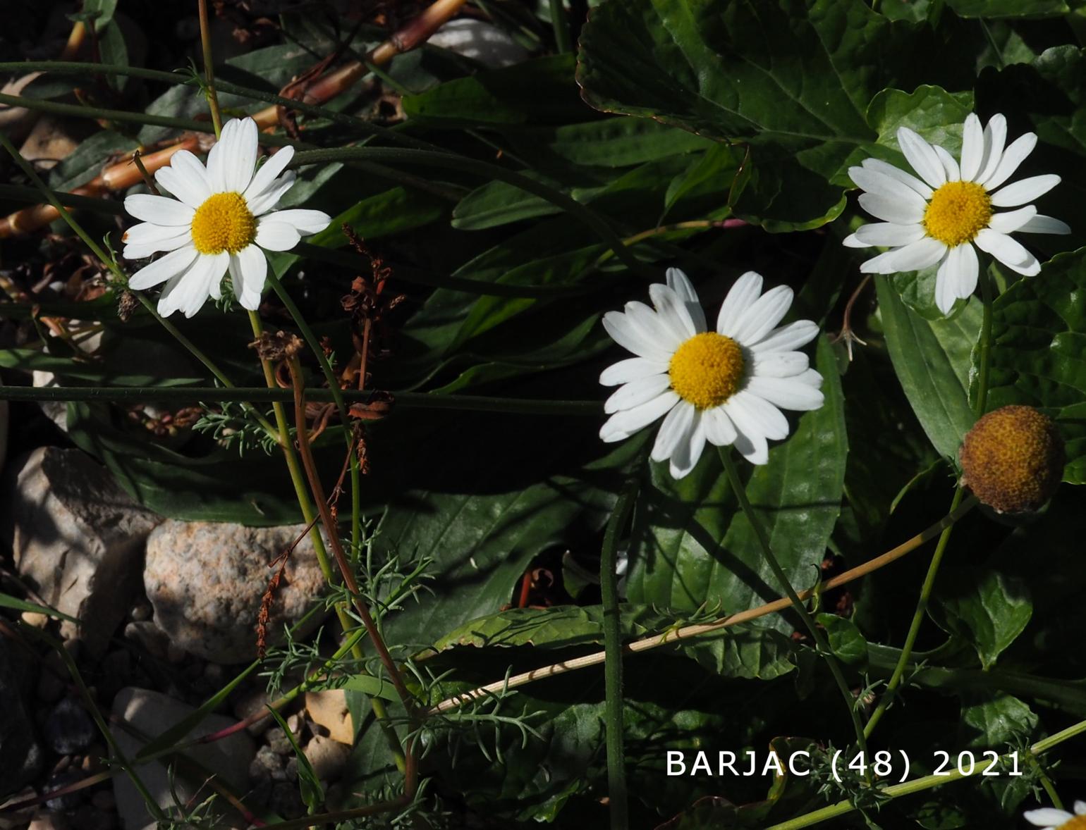 Mayweed, Scentless